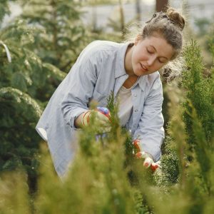 Dwarf Conifer Showcase Gardens