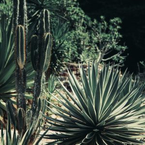 Succulent Wreath Workshops